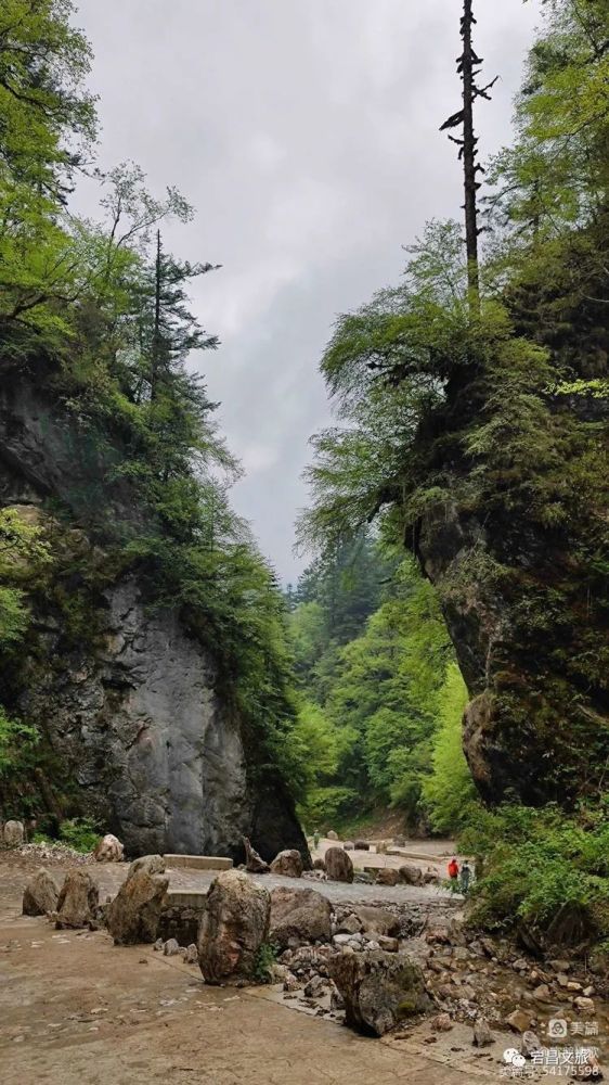 烟雨雷古山十里杜鹃艳