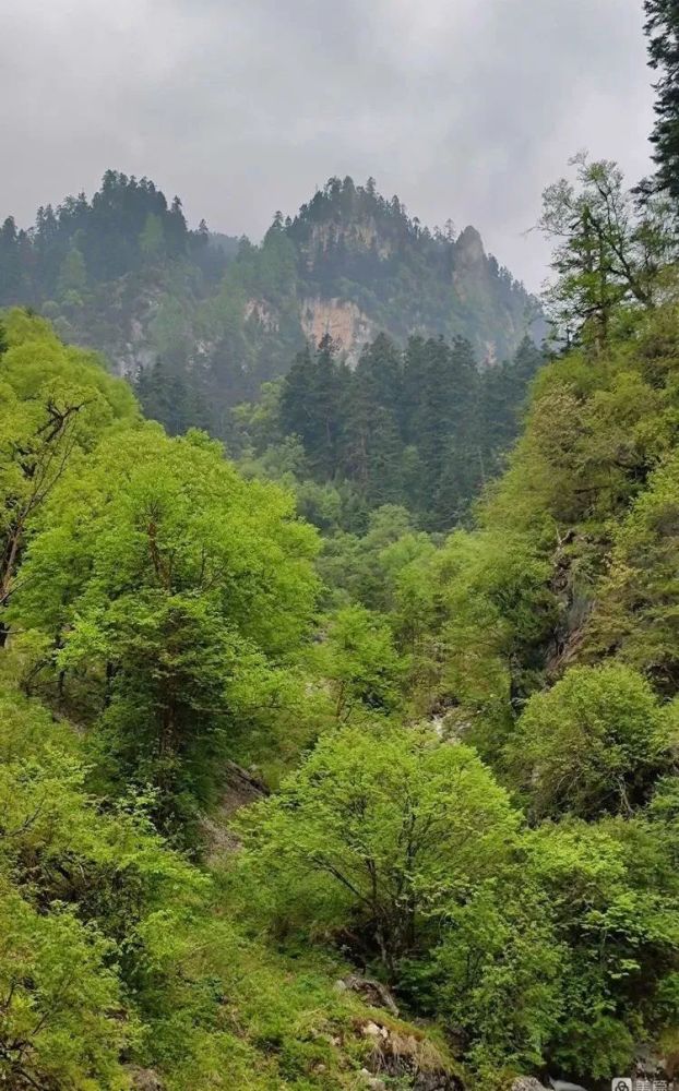 林海雷古山屹立于陇南市宕昌县南部,是宕昌与甘南州舟曲县的分界山