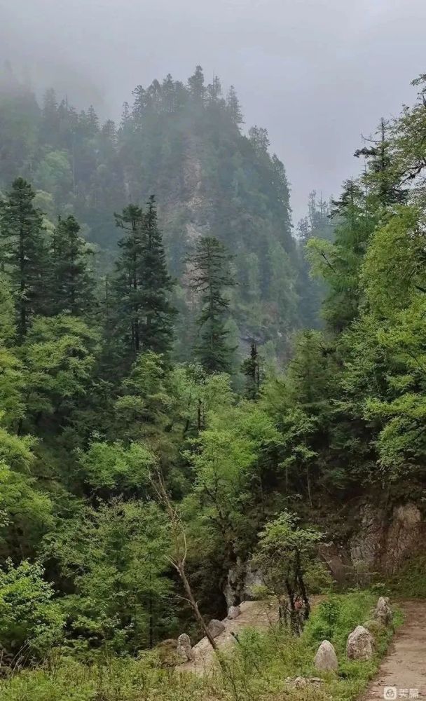 烟雨雷古山十里杜鹃艳