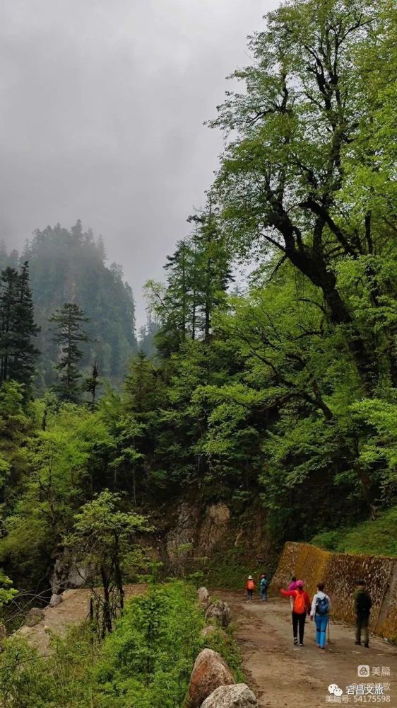 烟雨雷古山十里杜鹃艳