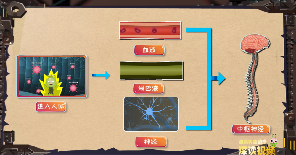 破伤风杆菌结构图图片