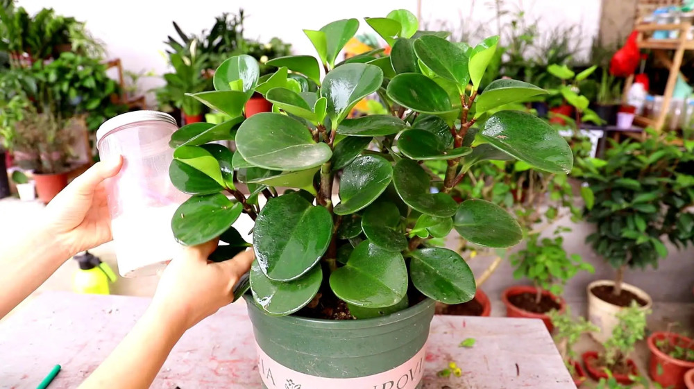 厚脸皮花(厚脸皮花图片)