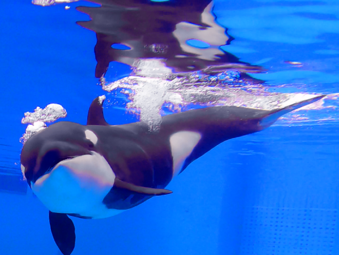 首只沪籍虎鲸宝宝亮相海昌海洋公园恢复运营