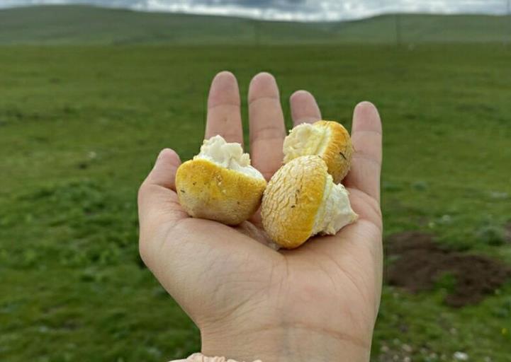 青海十宝黄蘑菇草原上的极品仙菇