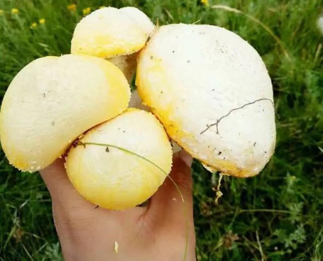 青海"十宝"黄蘑菇,草原上的极品仙菇