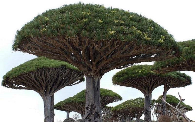在白垩纪就存在的古植物活化石龙血树