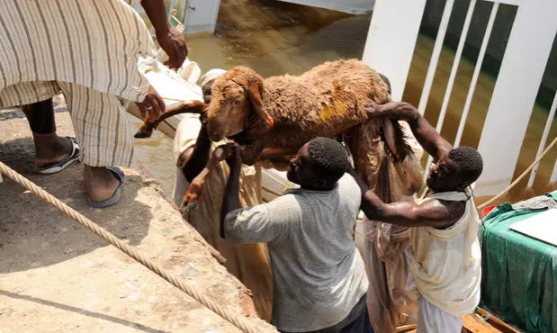 苏丹一牲畜运输船沉没致1.5万只羊溺亡船员全部幸存