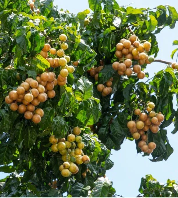 儋州南吉村千年黄皮七十二变