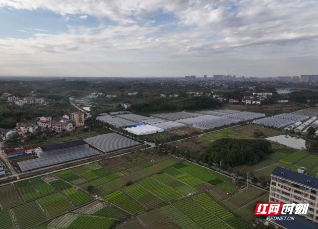 择菜,分装,打包,装车…6月13日,在蒸湘区雨母山镇临江村惠农公司