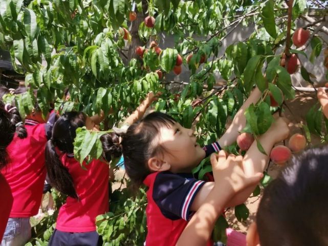 勞動實踐‖快樂採摘 親近自然——潼關縣太要鎮中心幼兒園勞動教育之