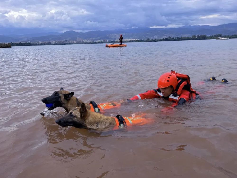 直击搜救犬训练我们身边无言的逆行者