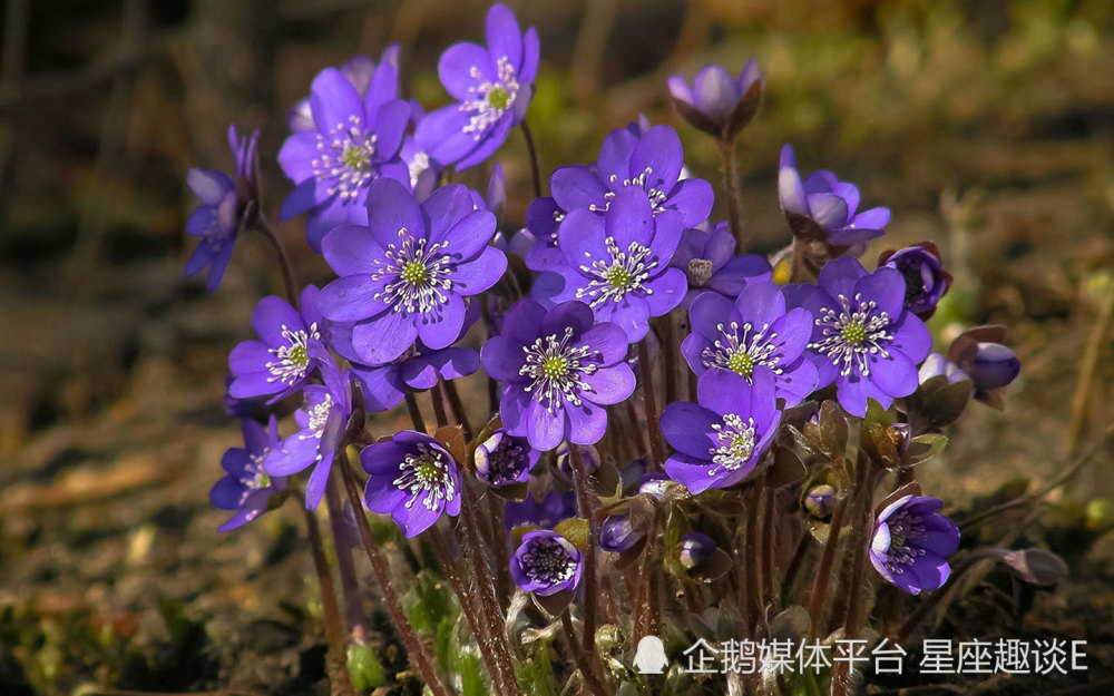 6月14日星座运势 一往无前 思维活跃 拔得头筹的四大星座 腾讯新闻