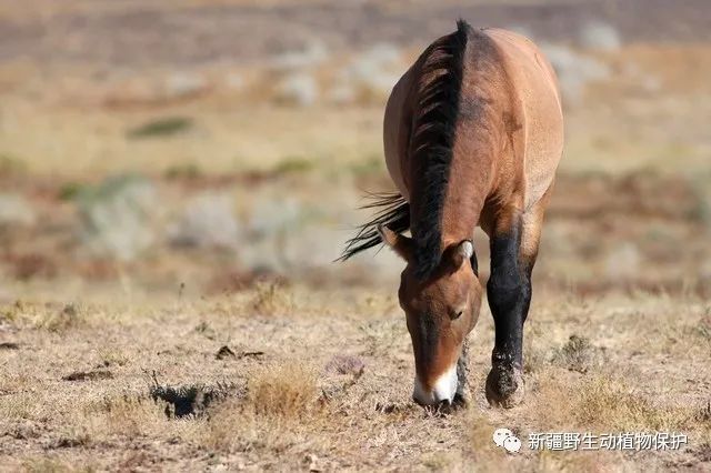 生物多樣性宣傳新疆野生動植物科普普氏野馬