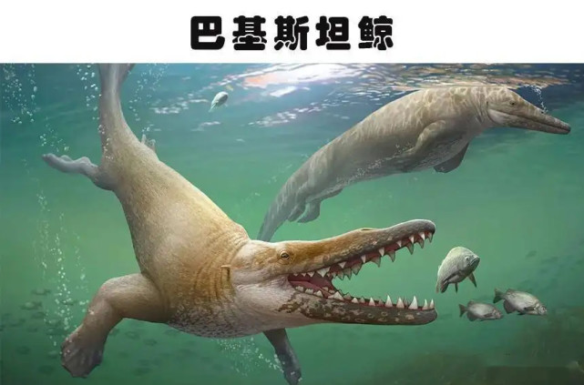 动物趣闻:消失的远古生物,生活在陆地上的巴基斯坦鲸