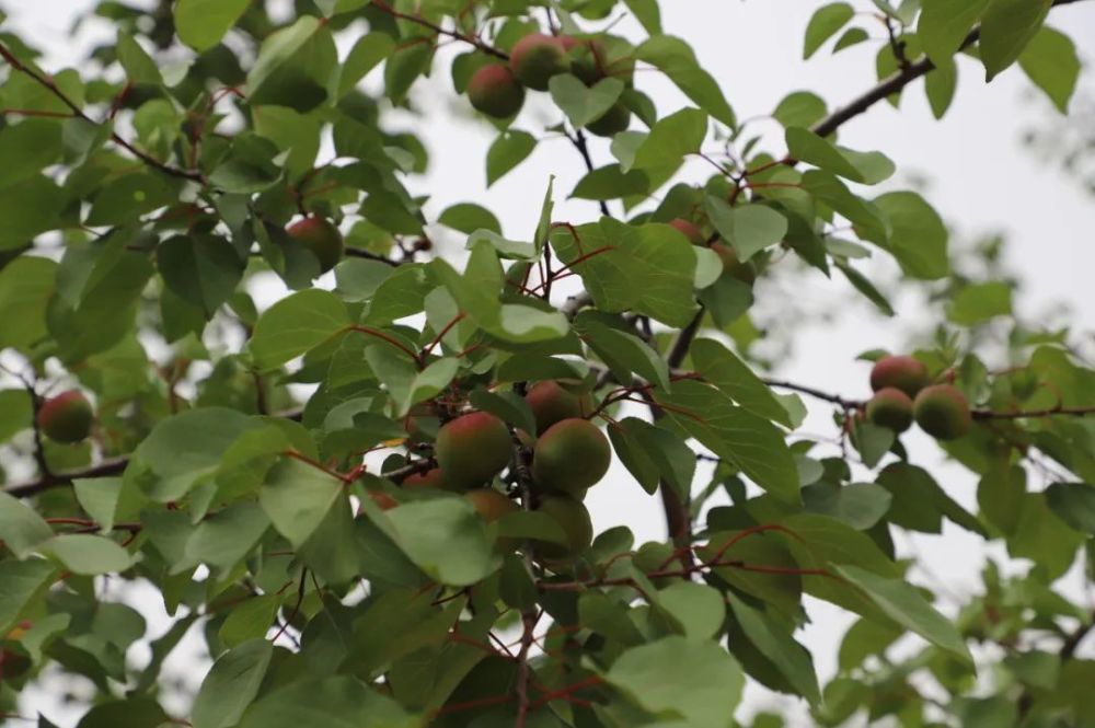 彭陽紅梅杏已開始著色入味預計6月下旬成熟上市