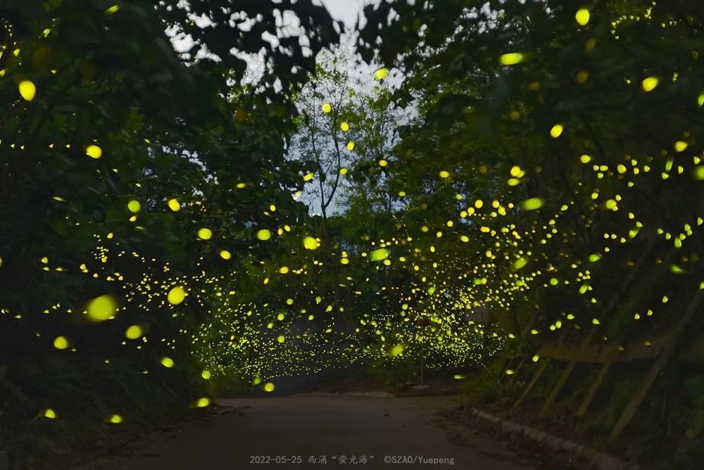 深圳西涌出现群聚萤火虫