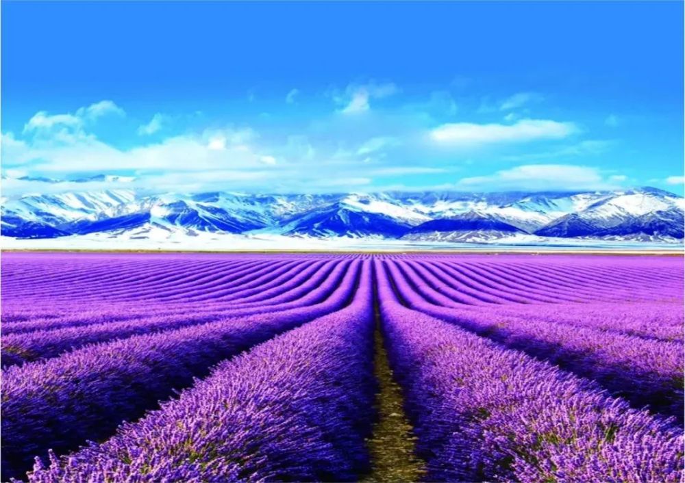 域见·天山花海伊犁薰衣草音乐节震撼来袭～_腾讯新闻