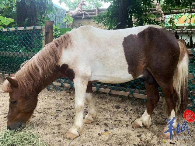 广州"蘑菇头"小龙马走红!