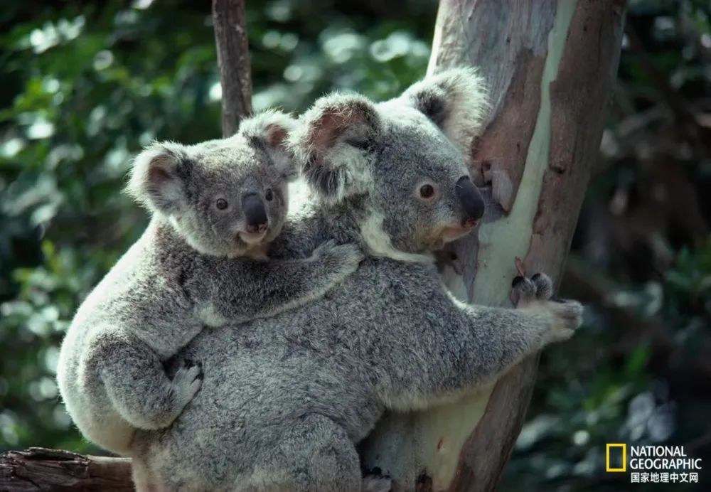 澳大利亚布里斯班附近的孤松考拉保护区,一只考拉抱着一棵树,她的宝宝