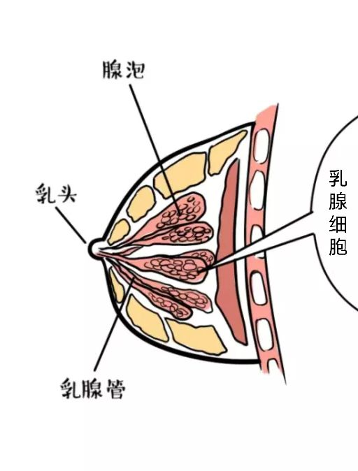 孕妇乳房结构图图片