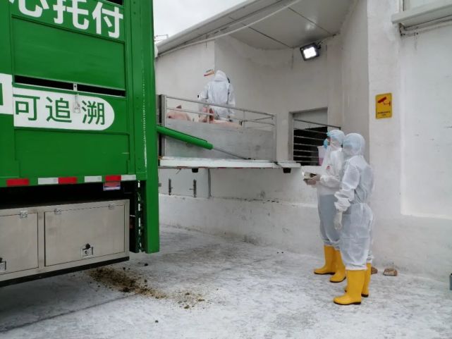 国门生物安全丨进境种用大中动物隔离检疫管理知识