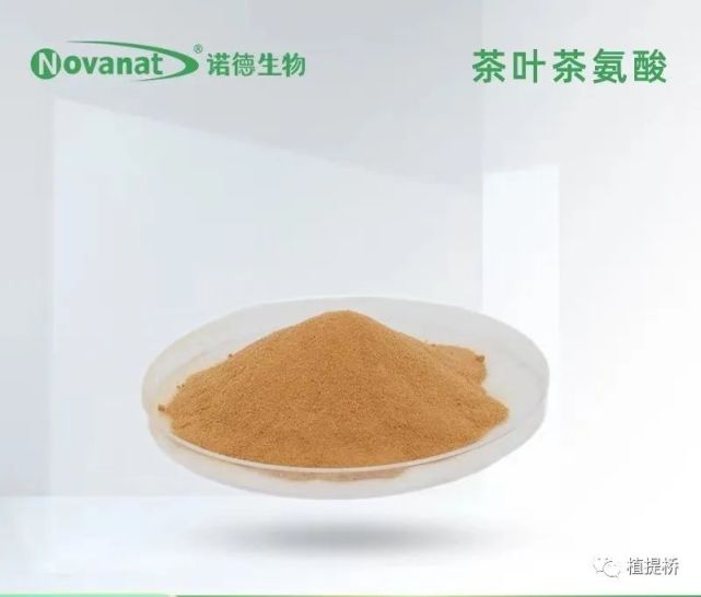 novanat诺德生物茶叶茶氨酸促进茶制品创新和现代化,赋能身心健康.