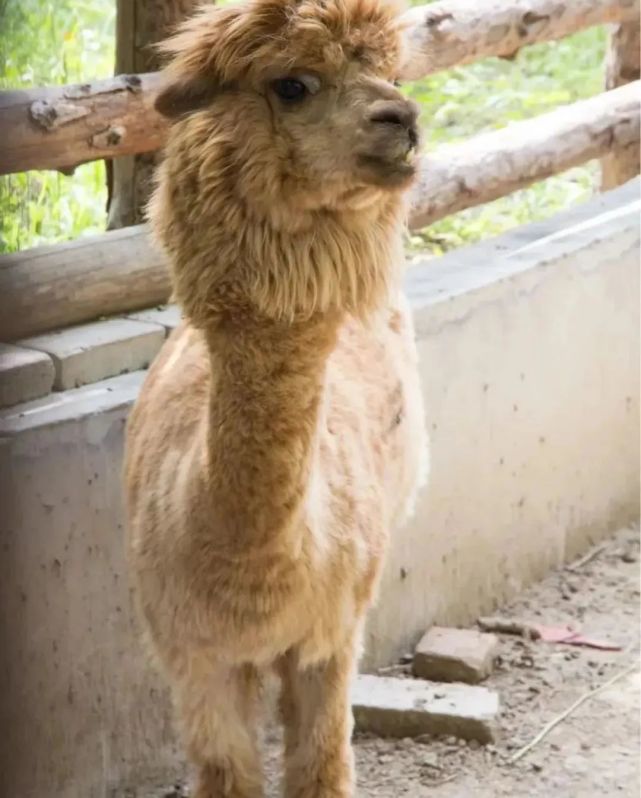 老天津人的記憶雖然不大天津動物園圖源/@小紅書·暢暢和你去旅行地址