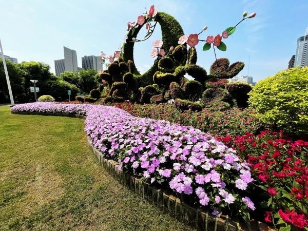 武汉时令花卉上新超级凤仙携新品四小花旦出镜颜值爆表