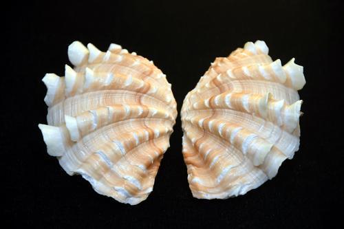 贝耀中华精彩纷呈到中牟博物馆欣赏砗磲文物展吧