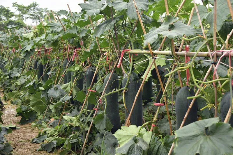 寨安乡结合本地土地环境,气候等特点,2022年引进黑皮冬瓜种植产业,将