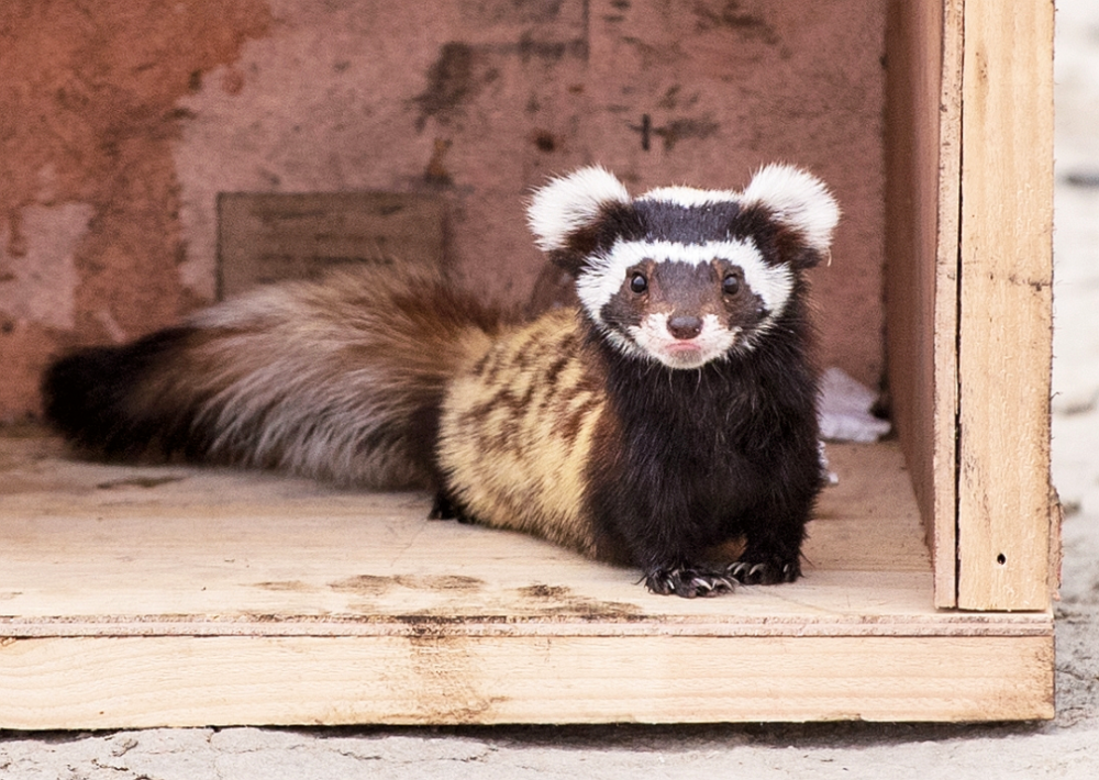 好萌稀有物种虎鼬误入克拉玛依一基地厂区