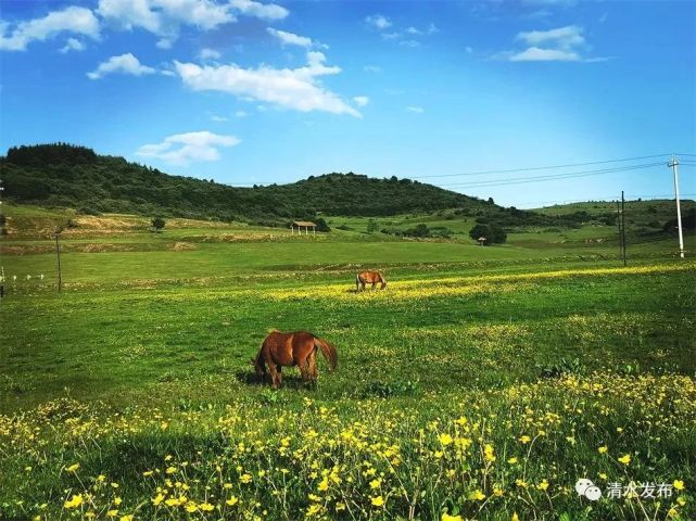 仲夏清水风光好,轩辕故里绿意浓.