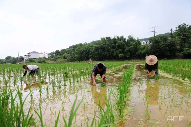 福建光泽鸾凤乡农民抢抓农时插种水稻