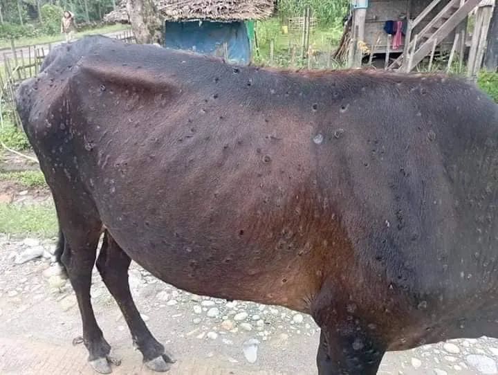 缅北小村庄,一头牛身上长满了疙瘩_腾讯新闻