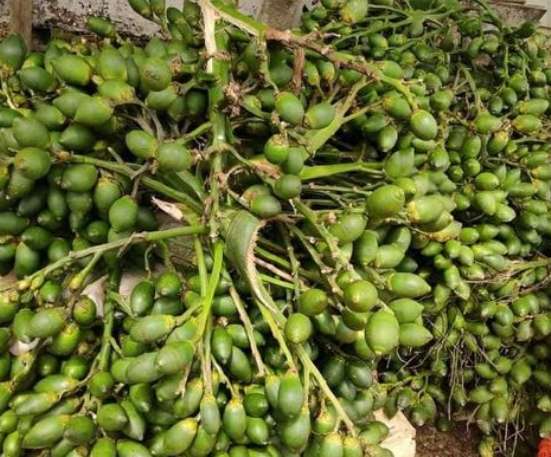 从无人问津到市场火爆缅甸槟榔果销量喜人