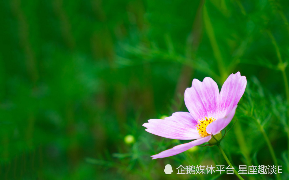 6月15日星座运势 成熟稳重 才华横溢 收获满满的四大星座 腾讯新闻