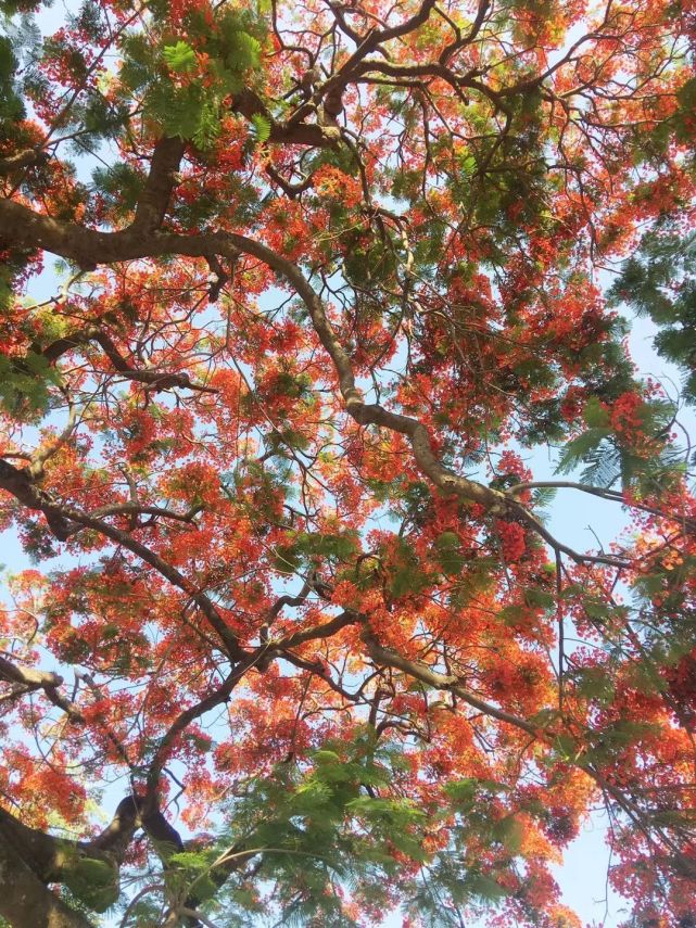 隆都这些地方一片片红红火火的花海,超级美!