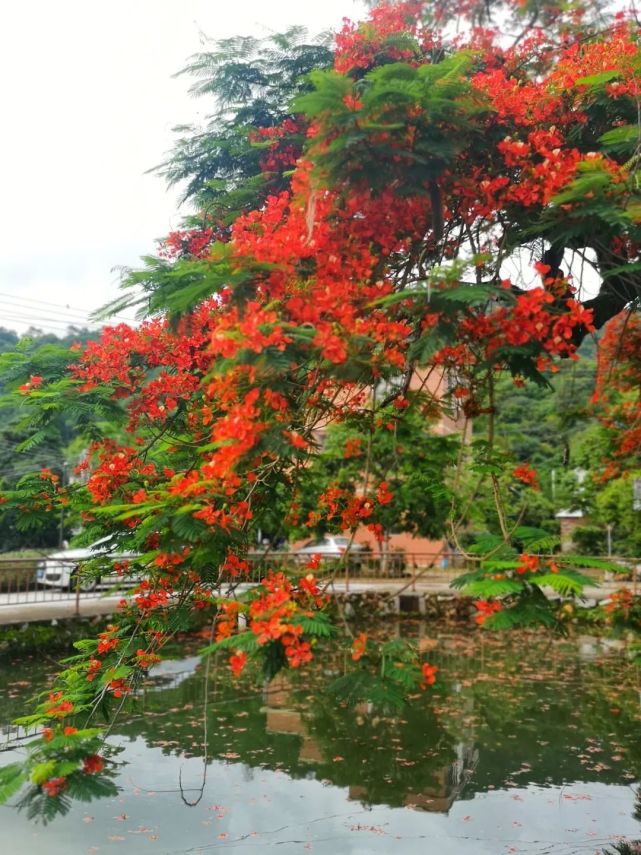 隆都这些地方一片片红红火火的花海,超级美!