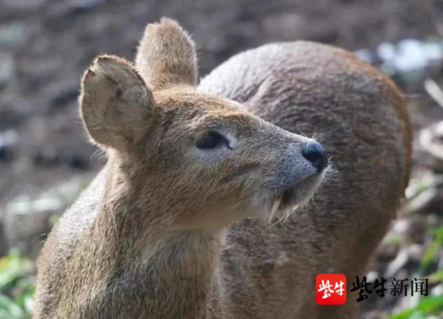 在山中发现獐子宝宝怎么办?野生动物救护中心教你这样做