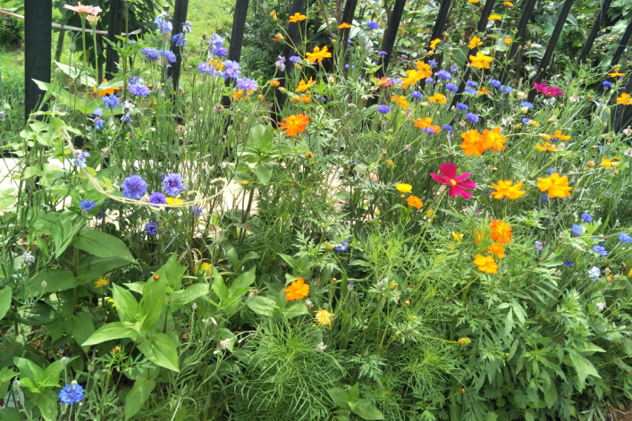 家有院子 适合栽培5种 懒人 植物 一次种植 赏花10年 腾讯新闻
