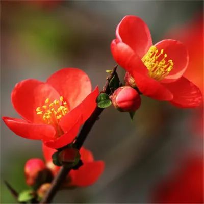 2022专属微信最吉利的好看头像 旺运头像图片2022年花草