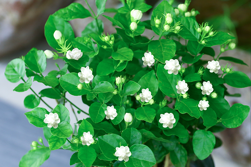 20170306 茉莉花品种介绍及图片鉴赏 茉莉花都有哪些品种 3 20140807