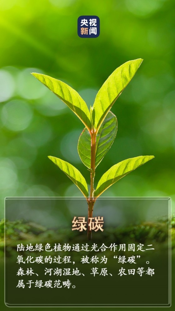 在希望的田野上·三夏时节丨夏粮收获过八成夏粮收购开局购销两旺英文字幕纪录片推荐2023已更新(今日/微博)