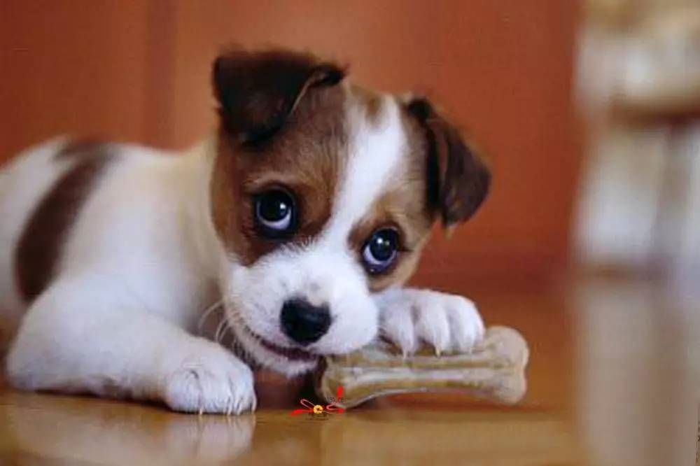 狗狗为什么会肾衰竭别再说狗狗要糙点养了 腾讯新闻