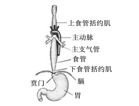 一根鱼刺引起的食管穿孔这些错误方法竟然还有人在用