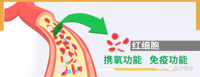 红细胞,主要的功能是携带和运输氧气,还有一部分免疫功能.