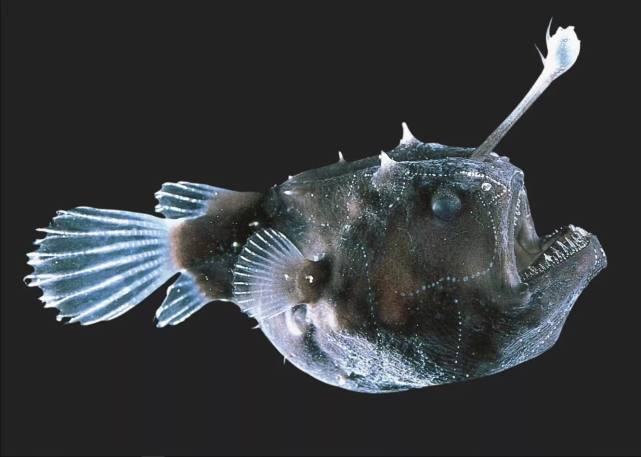 原來動物也會發光七種會發光的海洋生物最後一種也太憨了吧