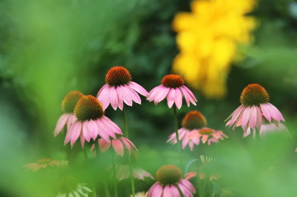 河南旅游 绿博花讯 夏花烂漫正当时 腾讯新闻