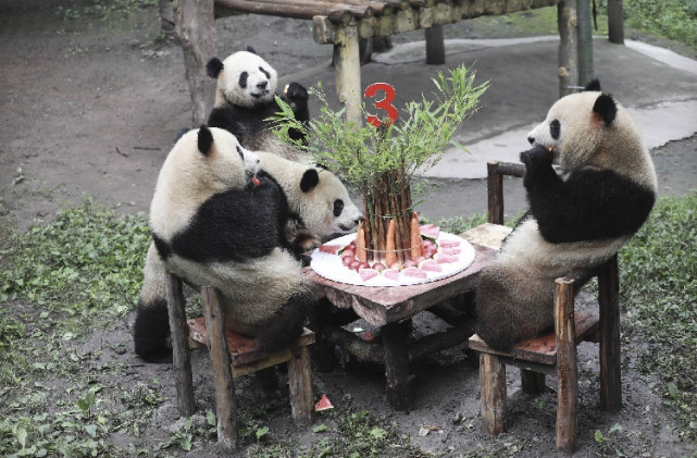 重庆6只大熊猫庆生