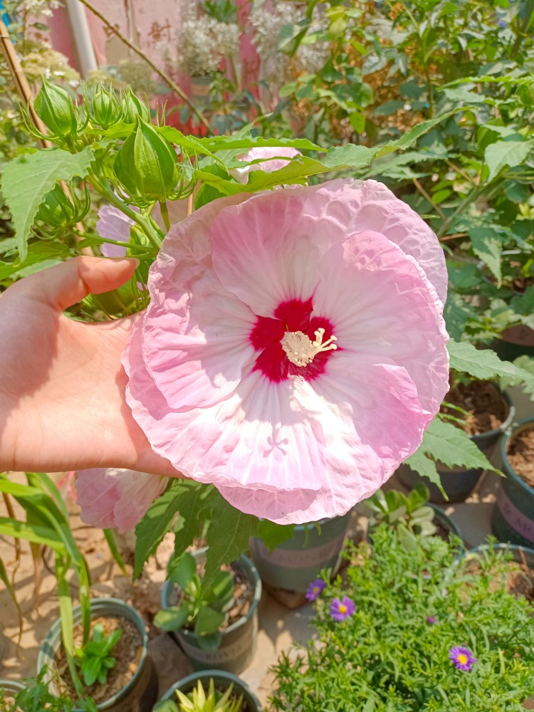 4种 大气花 花卉里的扛把子 开花比脸还大 越看越喜欢 腾讯新闻